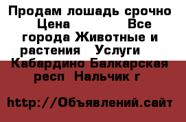 Продам лошадь срочно › Цена ­ 30 000 - Все города Животные и растения » Услуги   . Кабардино-Балкарская респ.,Нальчик г.